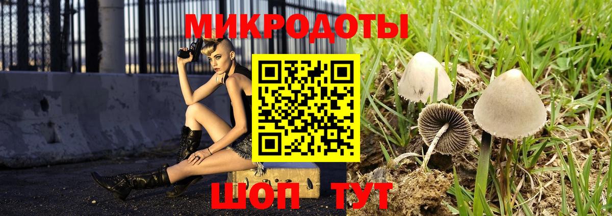Галлюциногенные грибы Psilocybe Ярцево